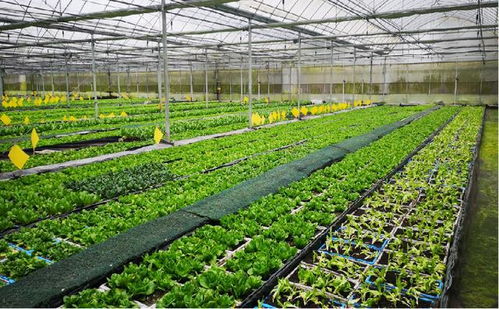 共享菜园入驻长江新区，智慧农业与生物质能服务赋能绿色生活