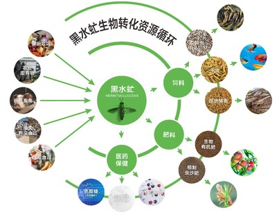 广东发布团标 推动厨余垃圾养殖黑水虻产业化，探索生物质能服务新路径